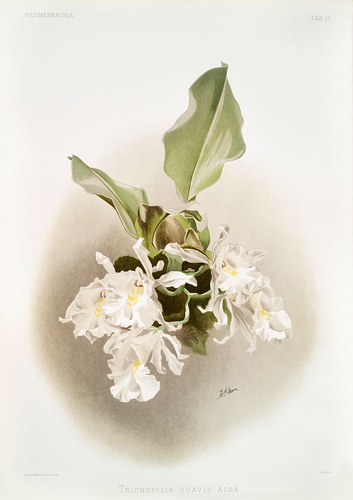 Trischopilia suavis alba from Reichenbachia Orchids (1888-1894) illustrated by Frederick Sander (1847-1920). Original from…