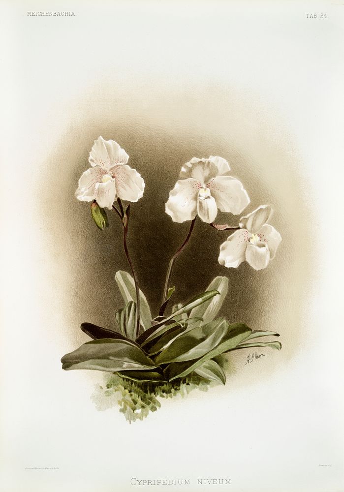 Cypripedium niveum from Reichenbachia Orchids (1888-1894) illustrated by Frederick Sander (1847-1920). Original from The New…