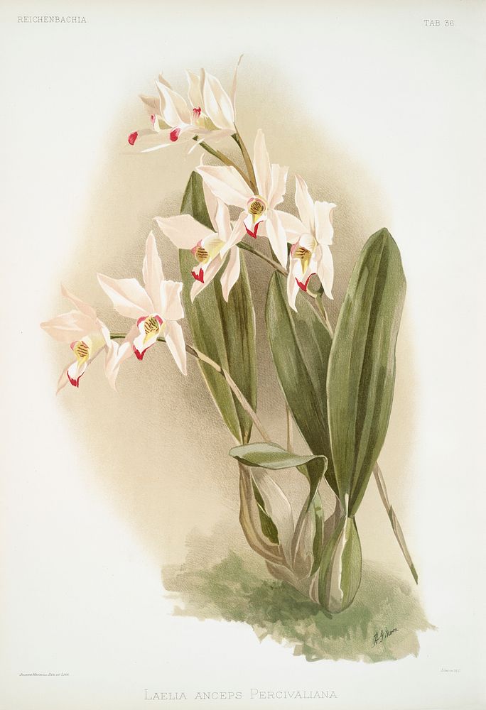 Laelia anceps Percivaliana from Reichenbachia Orchids (1888-1894) illustrated by Frederick Sander (1847-1920). Original from…