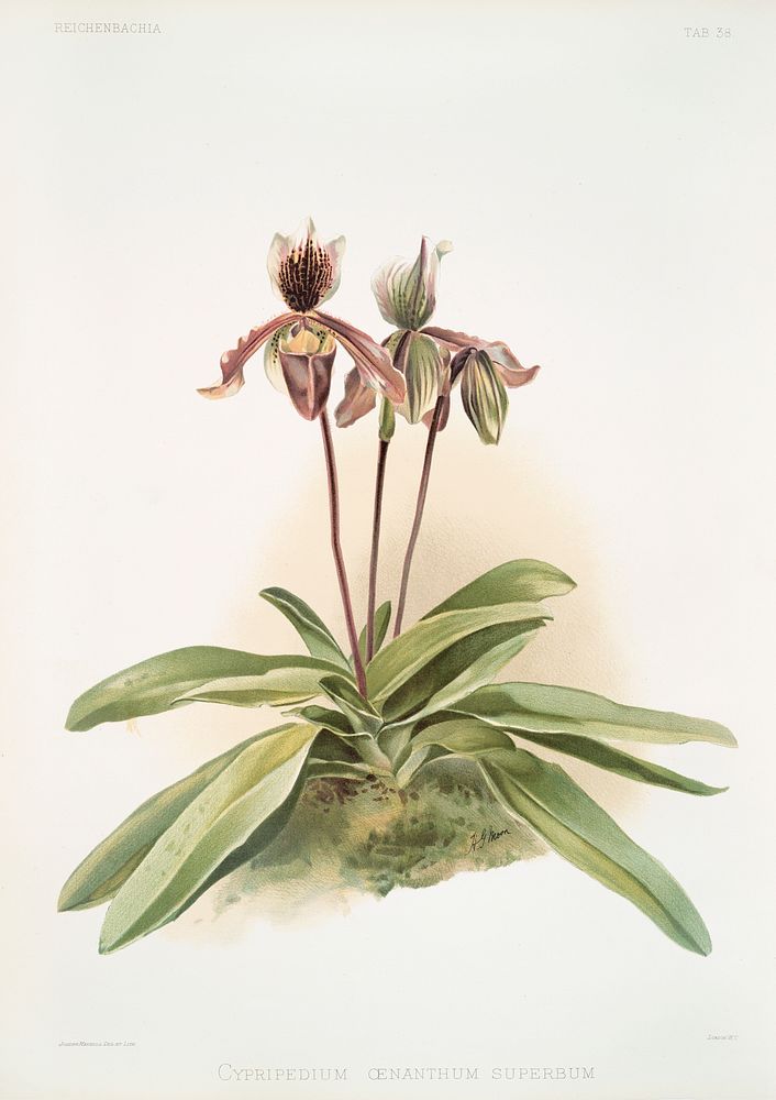 Cypripedium oenanthum superbum from Reichenbachia Orchids (1888-1894) illustrated by Frederick Sander (1847-1920). Original…
