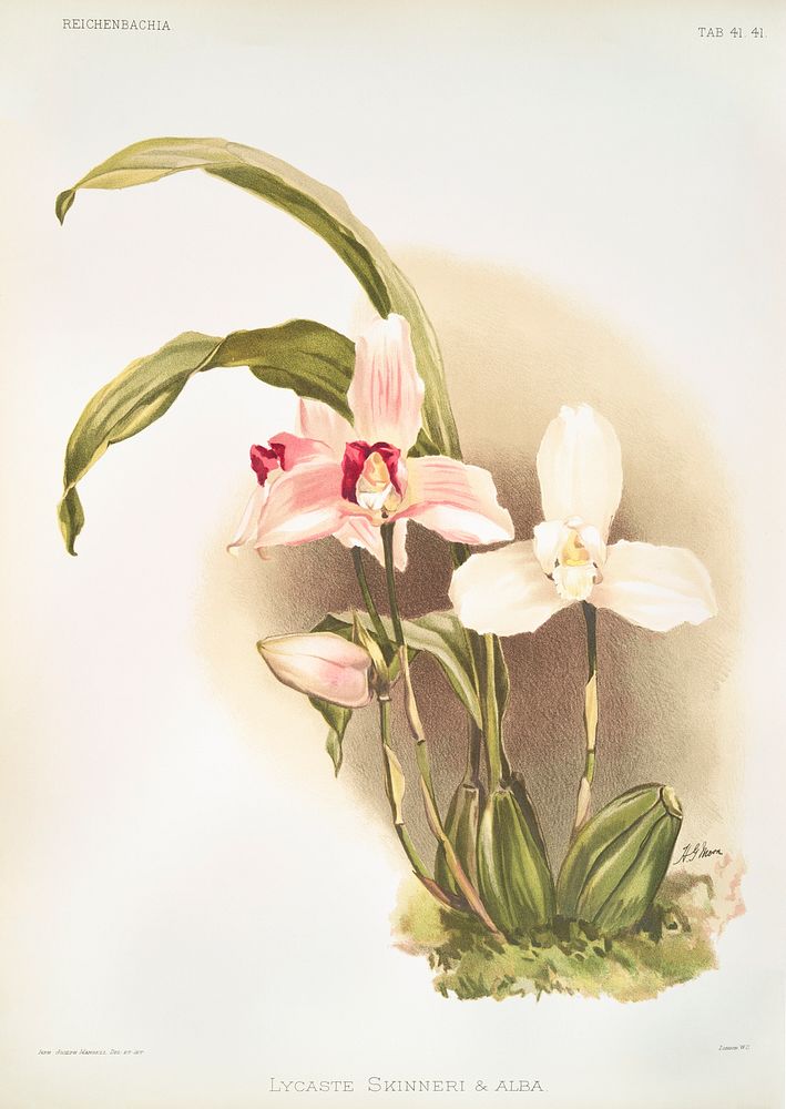 Lycaste skinneri and alba from Reichenbachia Orchids (1888-1894) illustrated by Frederick Sander (1847-1920). Original from…