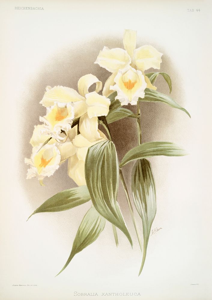Sobralia xantholeuca from Reichenbachia Orchids (1888-1894) illustrated by Frederick Sander (1847-1920). Original from The…