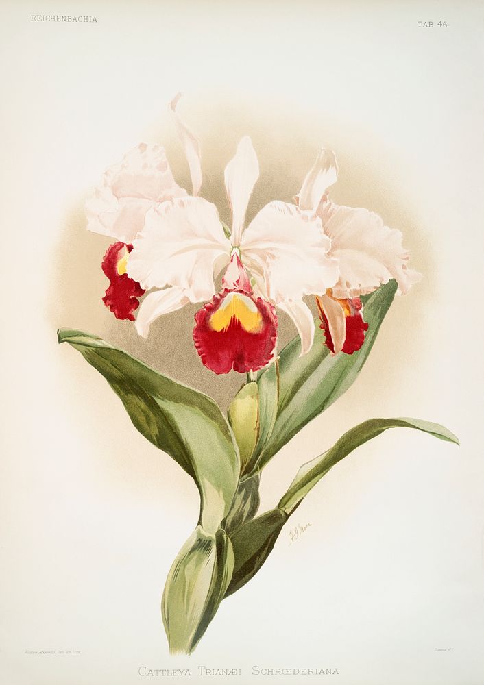 Cattleya trianaei schroederiana from Reichenbachia Orchids (1888-1894) illustrated by Frederick Sander (1847-1920). Original…
