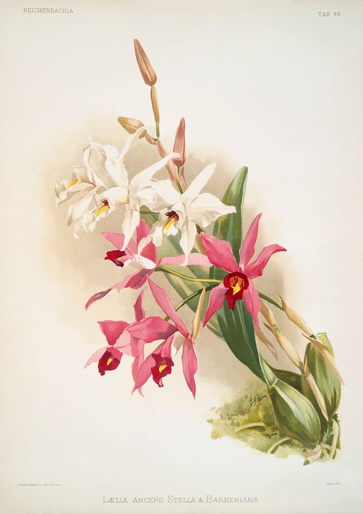Laelia anceps Stella & Barkeriana from Reichenbachia Orchids (1888-1894) illustrated by Frederick Sander (1847-1920).…