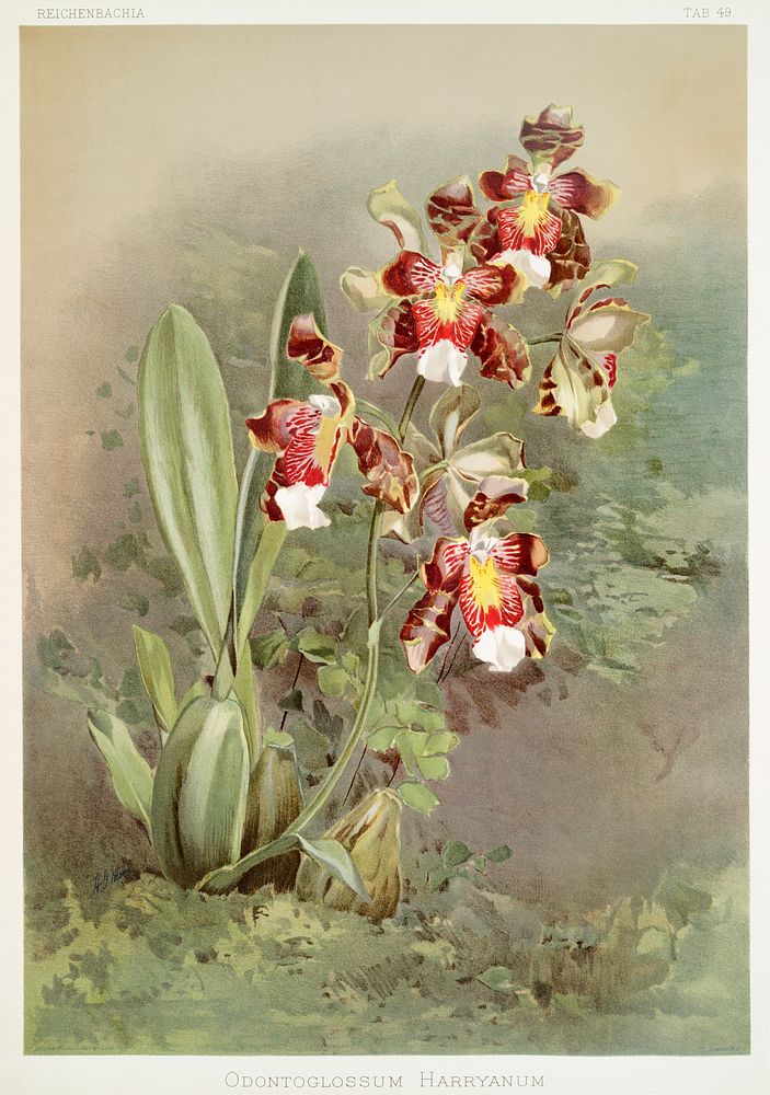 Odontoglossum harryanum from Reichenbachia Orchids (1888-1894) illustrated by Frederick Sander (1847-1920). Original from…