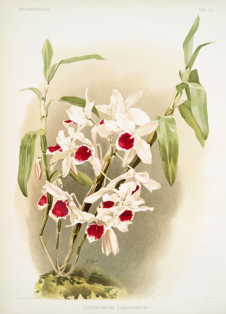 Dendrobium leechianum from Reichenbachia Orchids (1888-1894) illustrated by Frederick Sander (1847-1920). Original from The…