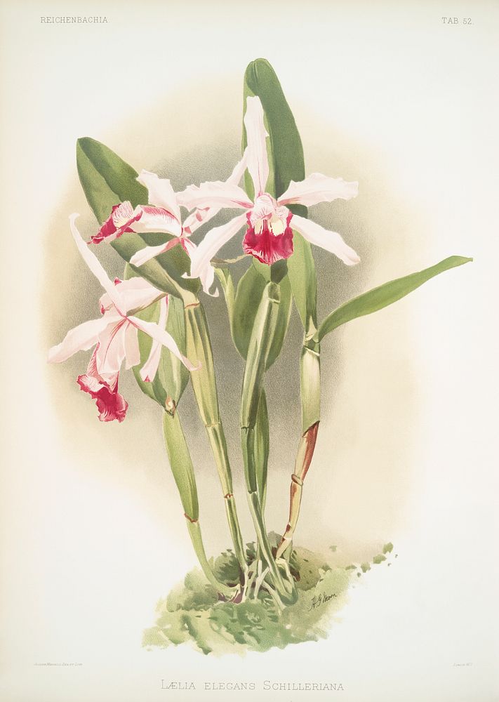 L&aelig;lia elegans schilleriana from Reichenbachia Orchids (1888-1894) illustrated by Frederick Sander (1847-1920).…