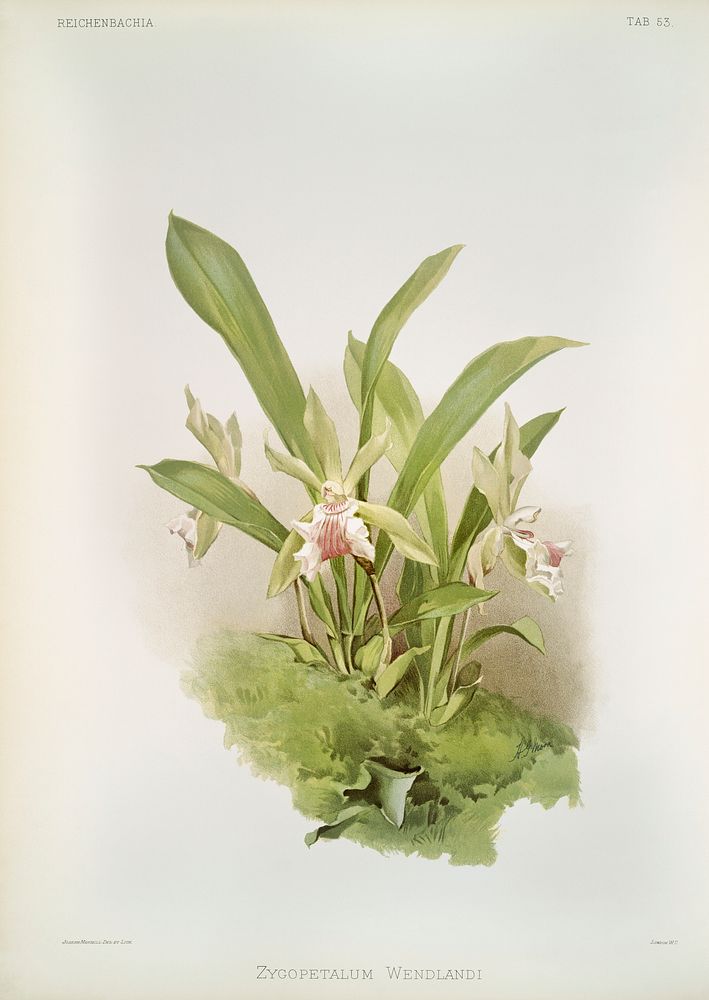 Zygopetalum wendlandi from Reichenbachia Orchids (1888-1894) illustrated by Frederick Sander (1847-1920). Original from The…