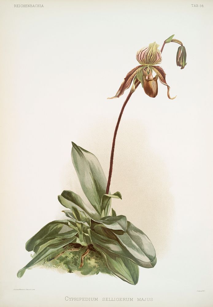 Cypripedium selligerum majus from Reichenbachia Orchids (1888-1894) illustrated by Frederick Sander (1847-1920). Original…