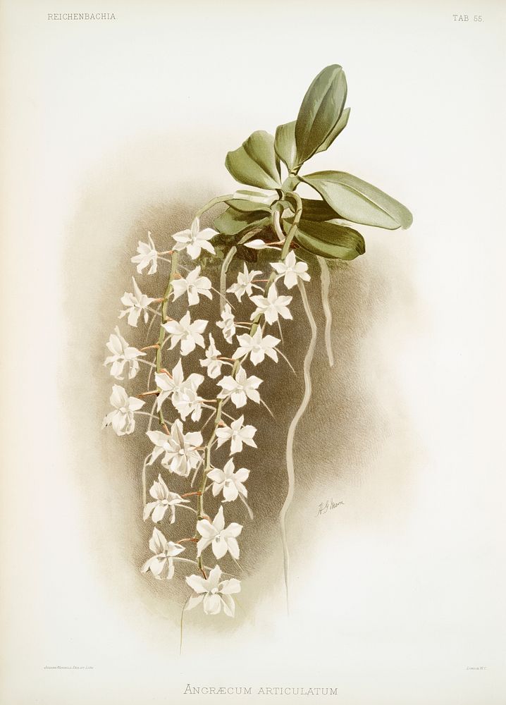 Angr&aelig;cum articulatum from Reichenbachia Orchids (1888-1894) illustrated by Frederick Sander (1847-1920). Original from…