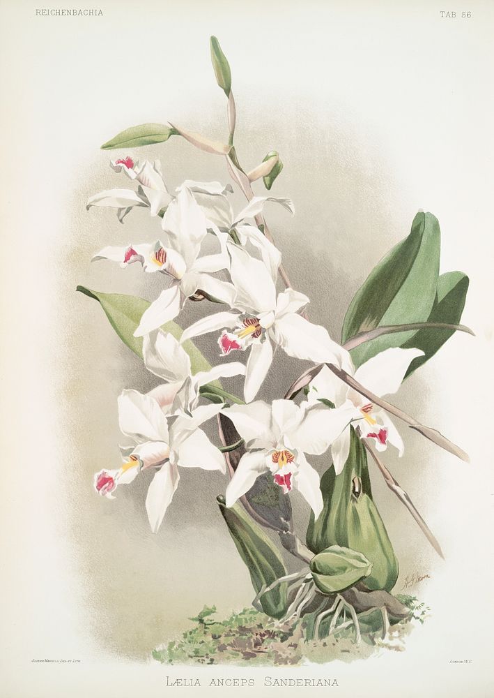 L&aelig;lia anceps sanderiana from Reichenbachia Orchids (1888-1894) illustrated by Frederick Sander (1847-1920). Original…