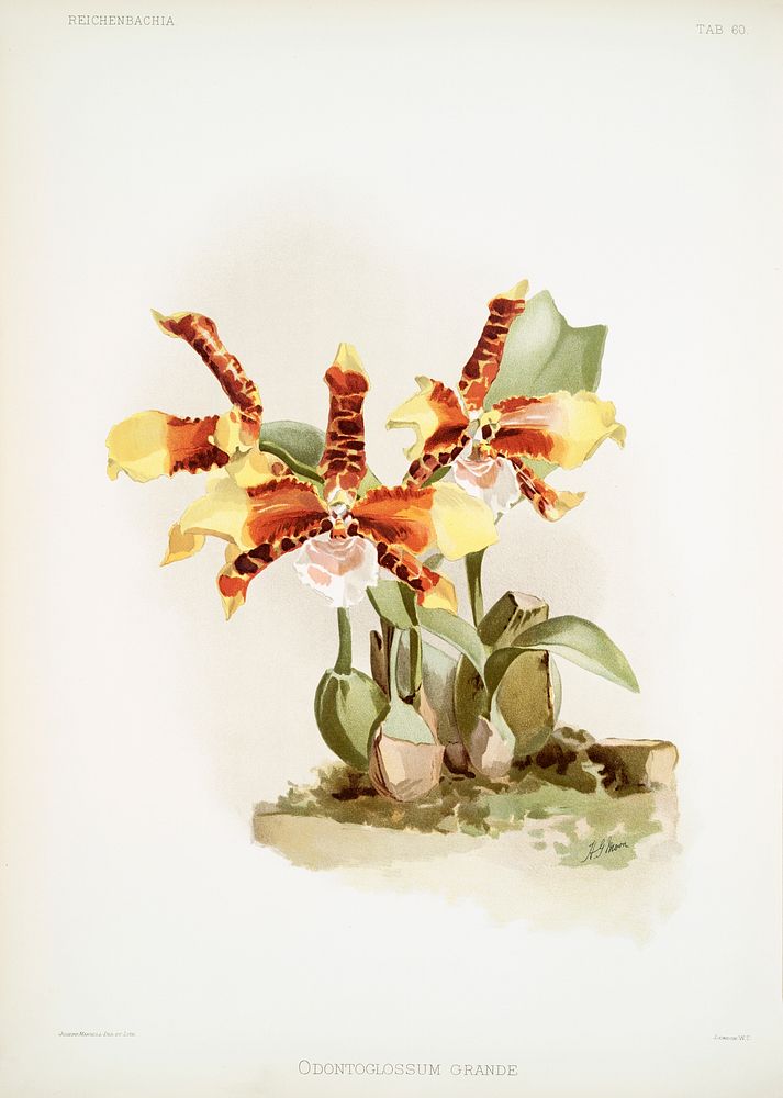Odontoglossum grande from Reichenbachia Orchids (1888-1894) illustrated by Frederick Sander (1847-1920). Original from The…