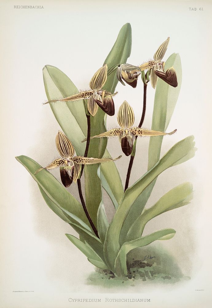 Cypripedium rothschildianum from Reichenbachia Orchids (1888-1894) illustrated by Frederick Sander (1847-1920). Original…