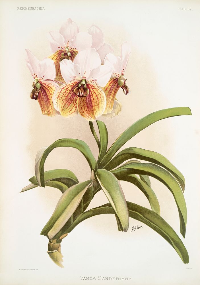 Vanda sanderiana from Reichenbachia Orchids (1888-1894) illustrated by Frederick Sander (1847-1920). Original from The New…