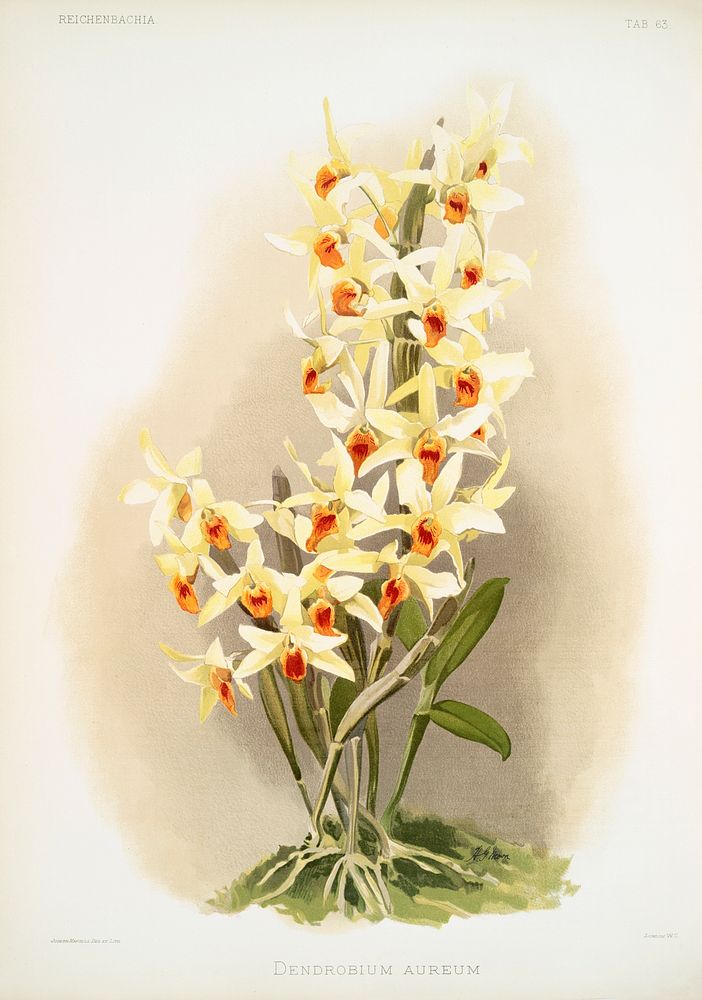Dendrobium aureum from Reichenbachia Orchids (1888-1894) illustrated by Frederick Sander (1847-1920). Original from The New…