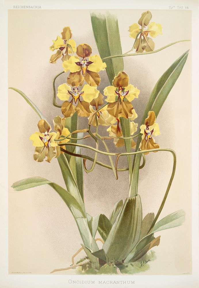 Oncidium macranthum from Reichenbachia Orchids (1888-1894) illustrated by Frederick Sander (1847-1920). Original from The…