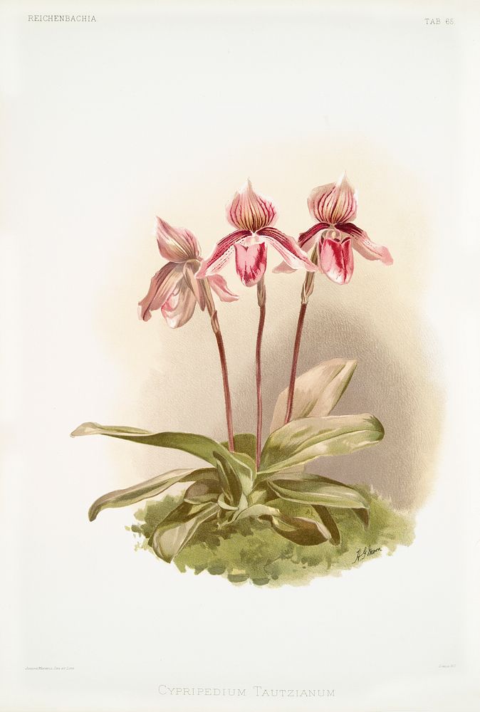 Cypripedium tautzianum from Reichenbachia Orchids (1888-1894) illustrated by Frederick Sander (1847-1920). Original from The…