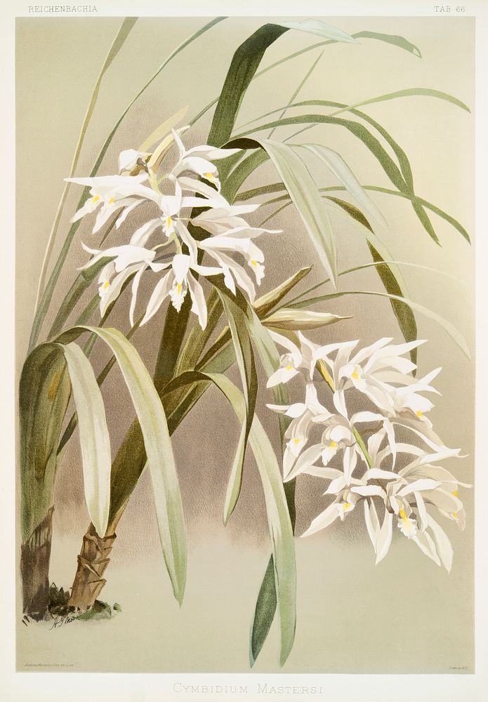 Cymbidium mastersi from Reichenbachia Orchids (1888-1894) illustrated by Frederick Sander (1847-1920). Original from The New…