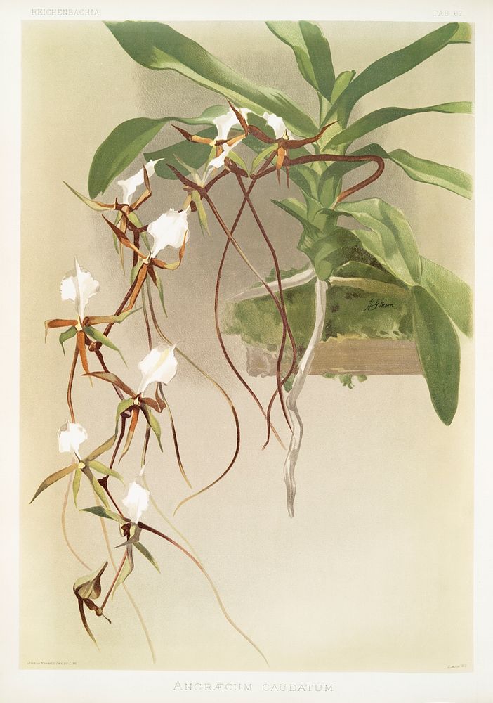 Angr&aelig;cum caudatum from Reichenbachia Orchids (1888-1894) illustrated by Frederick Sander (1847-1920). Original from…