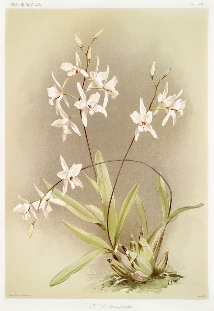 L&aelig;lia albida from Reichenbachia Orchids (1888-1894) illustrated by Frederick Sander (1847-1920). Original from The New…