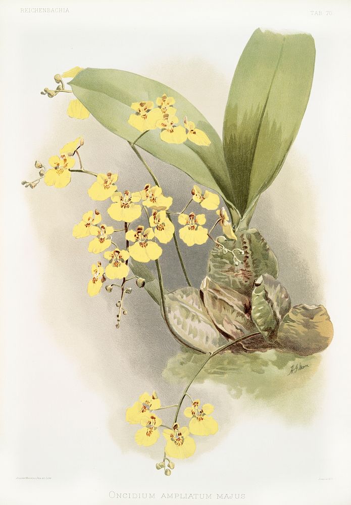 Oncidium ampliatum majus from Reichenbachia Orchids (1888-1894) illustrated by Frederick Sander (1847-1920). Original from…