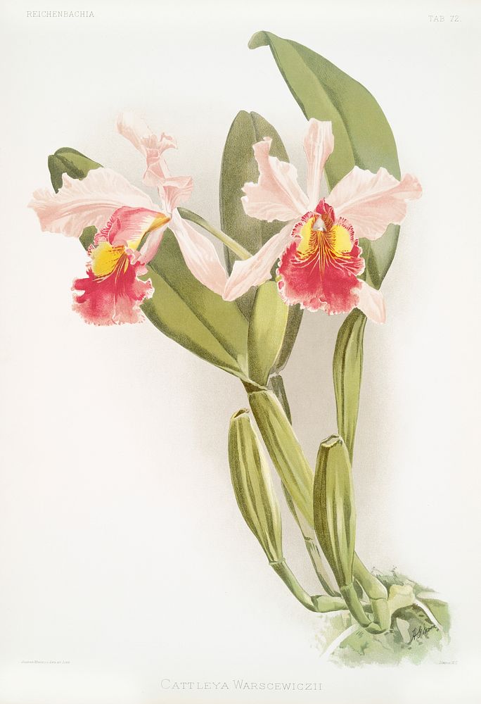 Cattleya warscewiczii from Reichenbachia Orchids (1888-1894) illustrated by Frederick Sander (1847-1920). Original from The…