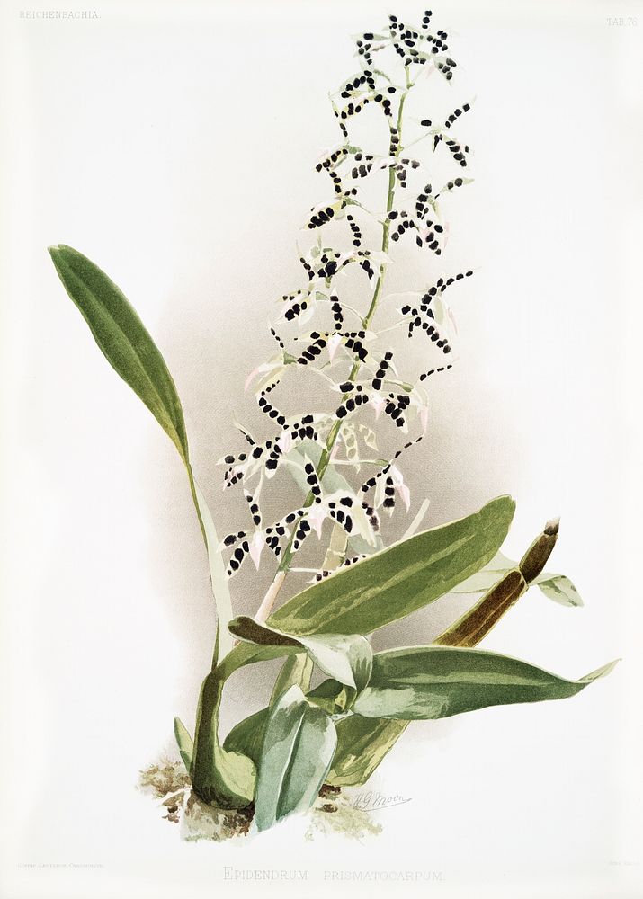 Epidendrum prismatocarpum from Reichenbachia Orchids (1888-1894) illustrated by Frederick Sander (1847-1920). Original from…
