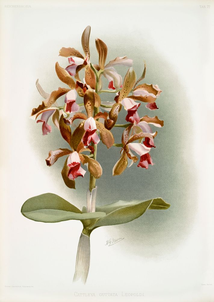 Cattleya guttata leopoldi from Reichenbachia Orchids (1888-1894) illustrated by Frederick Sander (1847-1920). Original from…