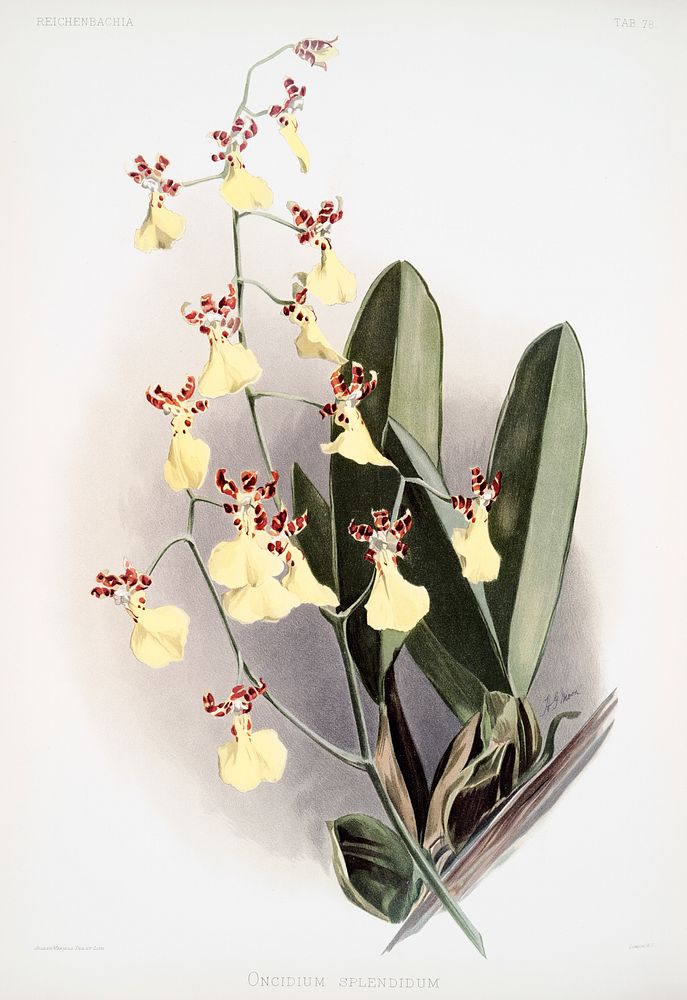 Oncidium splendidum from Reichenbachia Orchids (1888-1894) illustrated by Frederick Sander (1847-1920). Original from The…