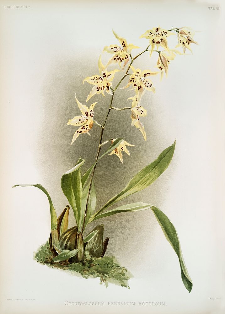 Odontoglossum hebraicum aspersum from Reichenbachia Orchids (1888-1894) illustrated by Frederick Sander (1847-1920).…