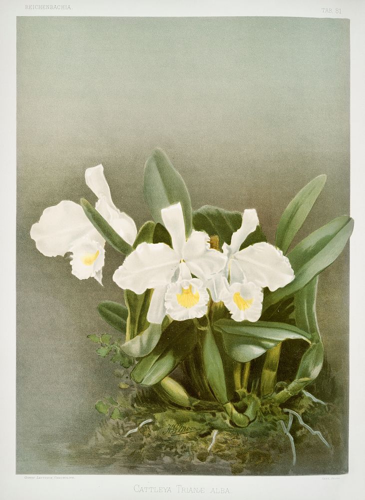 Cattleya trian&aelig; alba from Reichenbachia Orchids (1888-1894) illustrated by Frederick Sander (1847-1920). Original from…
