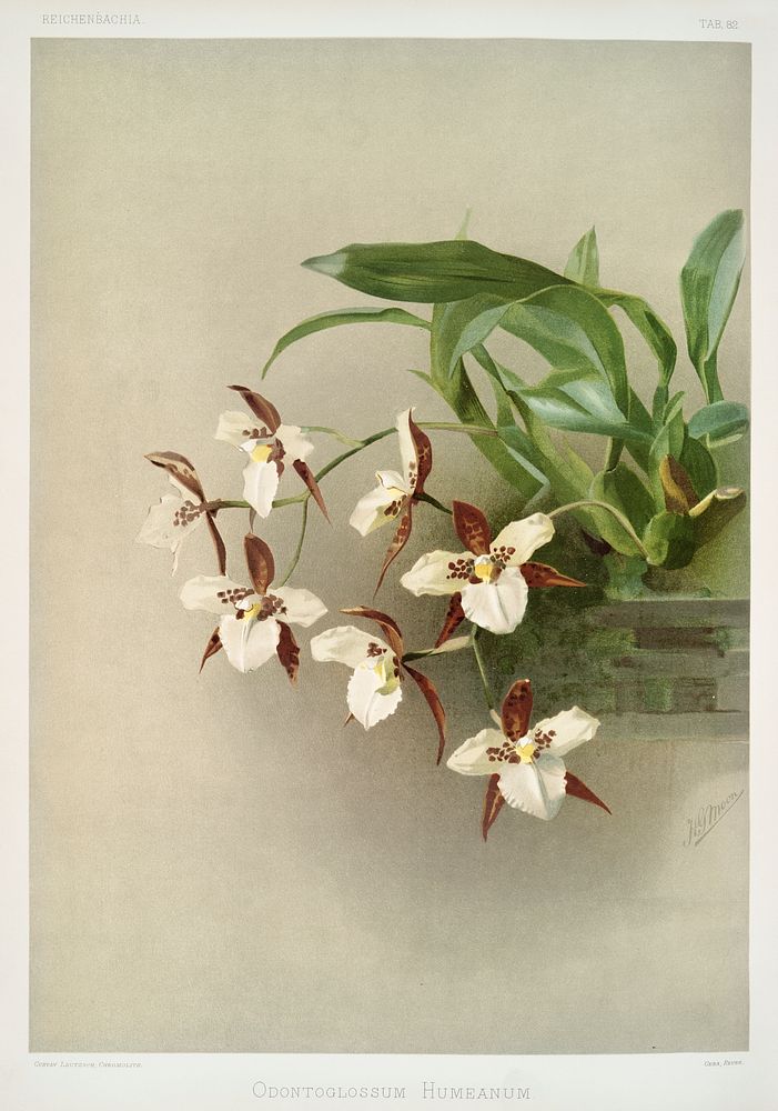 Odontoglossum humeanum from Reichenbachia Orchids (1888-1894) illustrated by Frederick Sander (1847-1920). Original from The…