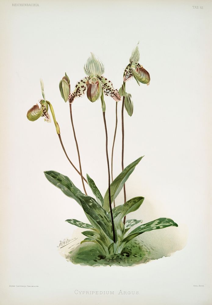 Cypripedium argus from Reichenbachia Orchids (1888-1894) illustrated by Frederick Sander (1847-1920). Original from The New…