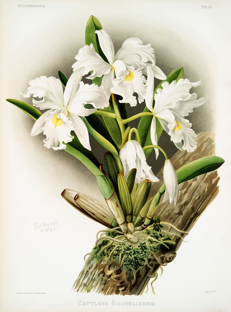 Cattleya rochellensis from Reichenbachia Orchids (1888-1894) illustrated by Frederick Sander (1847-1920). Original from The…