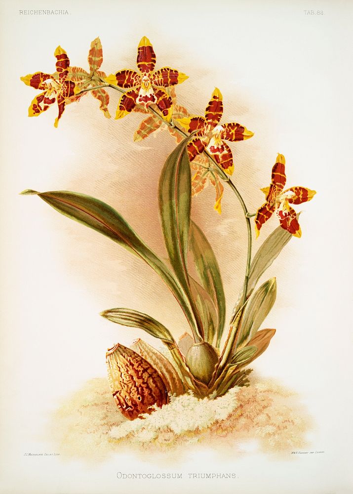 Odontoglossum triumphans from Reichenbachia Orchids (1888-1894) illustrated by Frederick Sander (1847-1920). Original from…