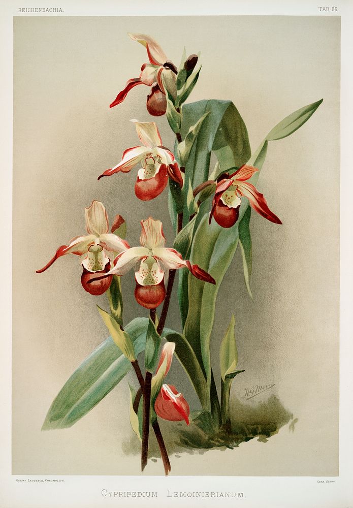 Cypripedium lemoinierianum from Reichenbachia Orchids (1888-1894) illustrated by Frederick Sander (1847-1920). Original from…
