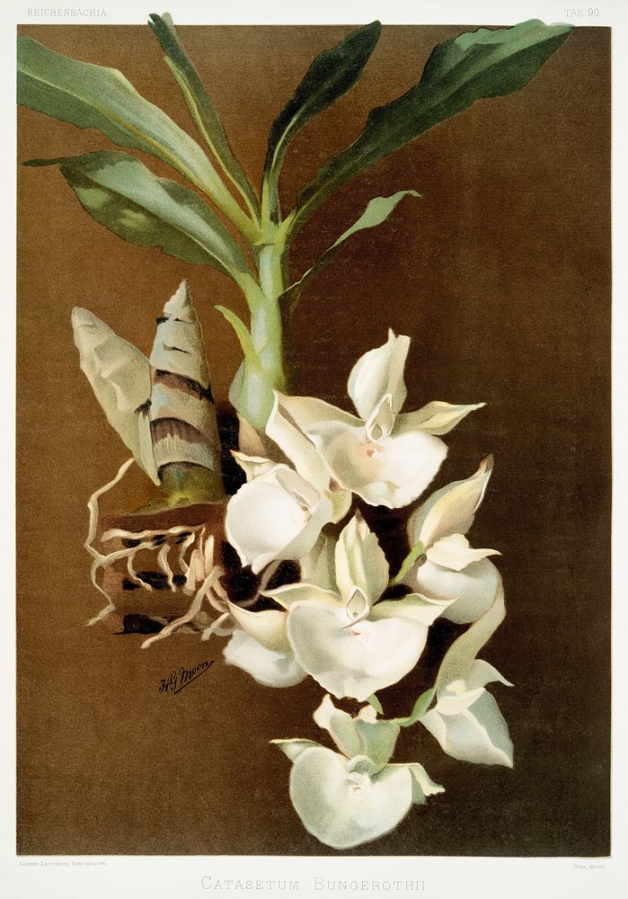 Catasetum bungerothii from Reichenbachia Orchids (1888-1894) illustrated by Frederick Sander (1847-1920). Original from The…