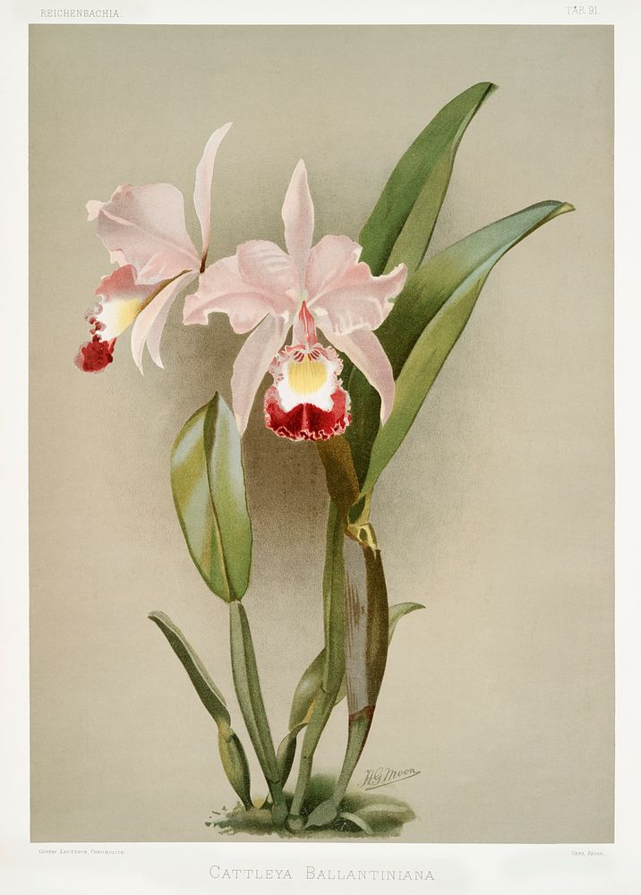 Cattleya ballantiniana from Reichenbachia Orchids (1888-1894) illustrated by Frederick Sander (1847-1920). Original from The…