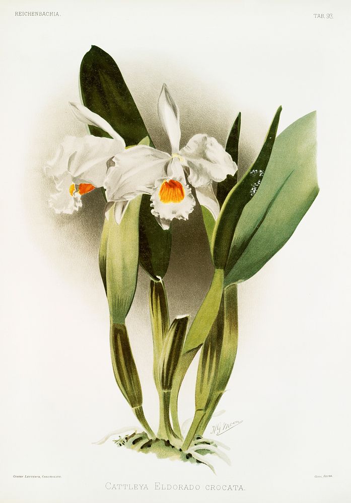 Cattleya eldorado crocata from Reichenbachia Orchids (1888-1894) illustrated by Frederick Sander (1847-1920). Original from…