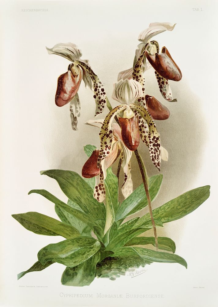 Cypripedium morgani&aelig; burfordiense from Reichenbachia Orchids (1888-1894) illustrated by Frederick Sander (1847-1920).…