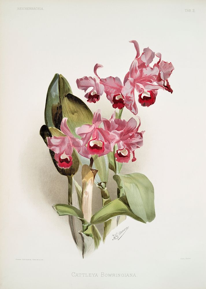 Cattleya Bowringiana from Reichenbachia Orchids (1888-1894) illustrated by Frederick Sander (1847-1920). Original from The…