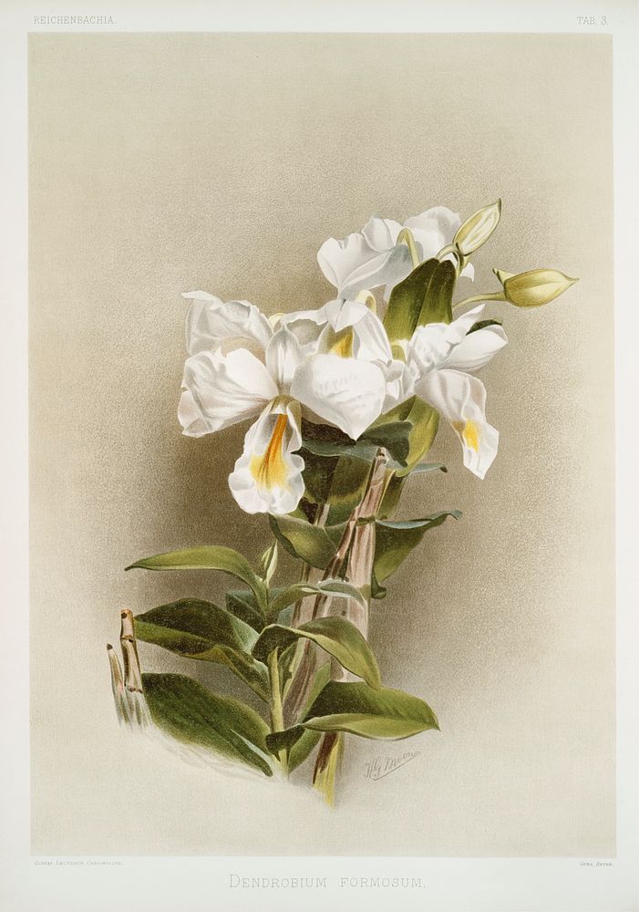 Dendrobium formosum from Reichenbachia Orchids (1888-1894) illustrated by Frederick Sander (1847-1920). Original from The…
