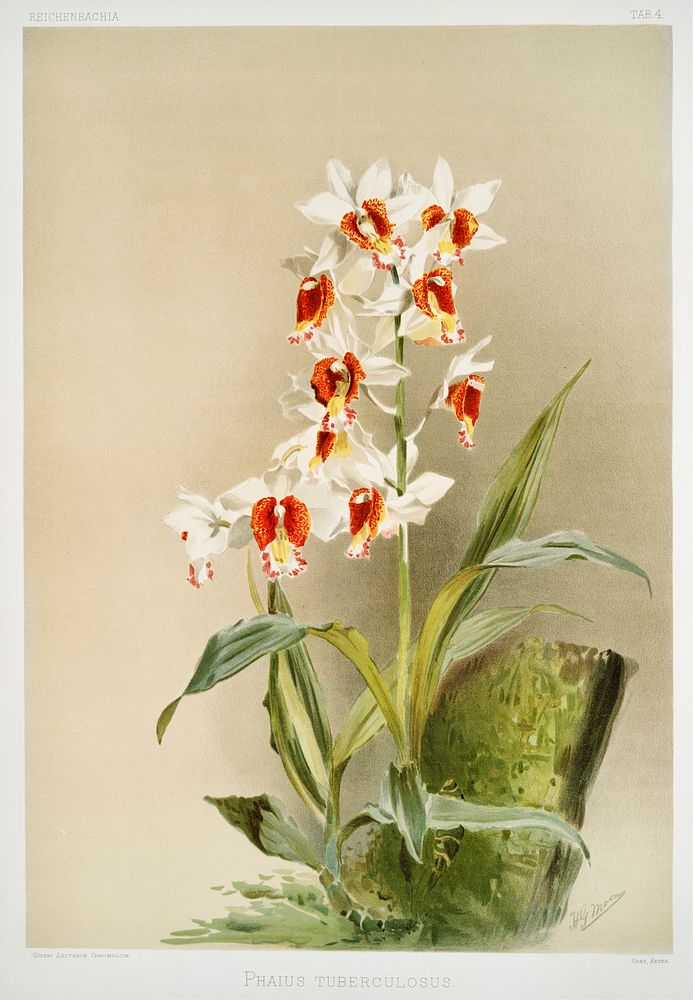 Phaius tuberculosus from Reichenbachia Orchids (1888-1894) illustrated by Frederick Sander (1847-1920). Original from The…