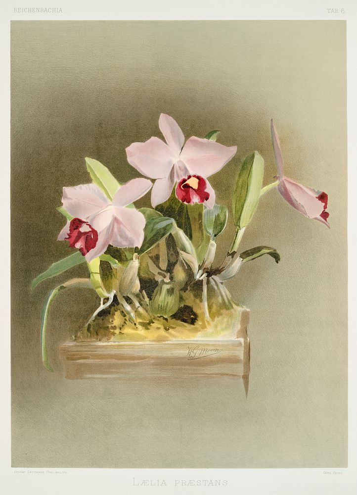 L&aelig;lia pr&aelig;stans from Reichenbachia Orchids (1888-1894) illustrated by Frederick Sander (1847-1920). Original from…
