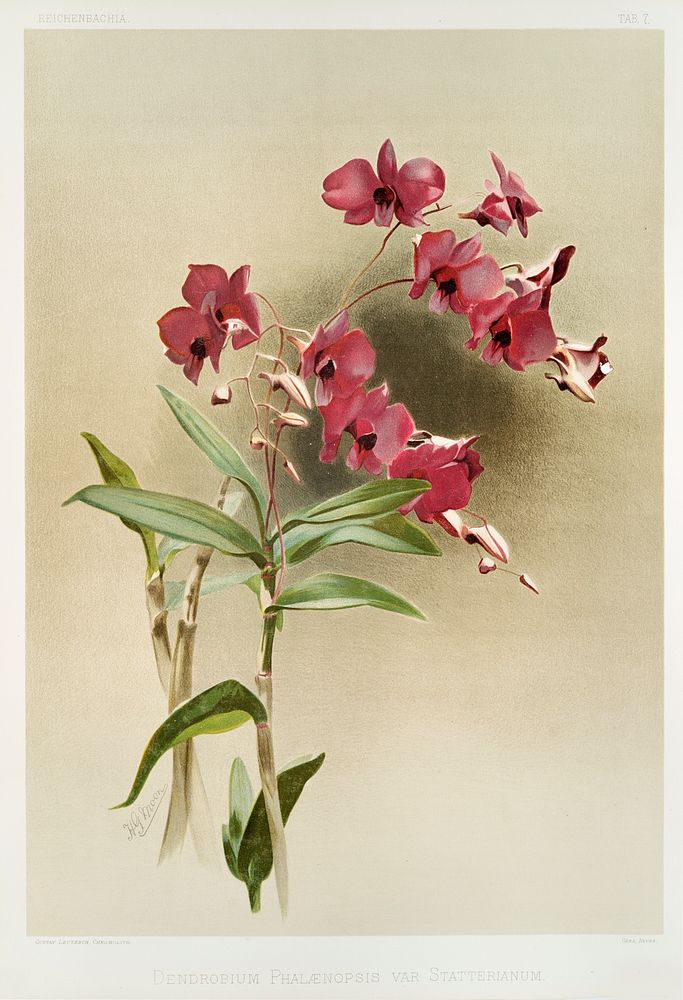 Dendrobium phal&aelig;nopsis var statterianum from Reichenbachia Orchids (1888-1894) illustrated by Frederick Sander (1847…