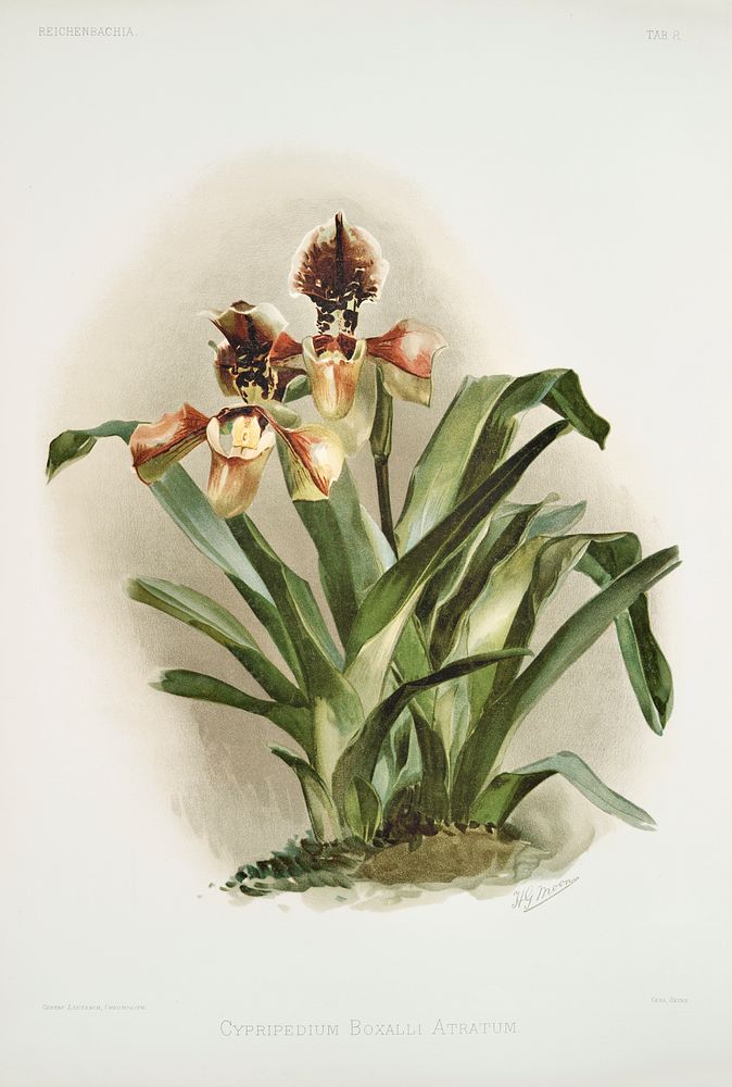 Cypripedium boxalli atratum from Reichenbachia Orchids (1888-1894) illustrated by Frederick Sander (1847-1920). Original…