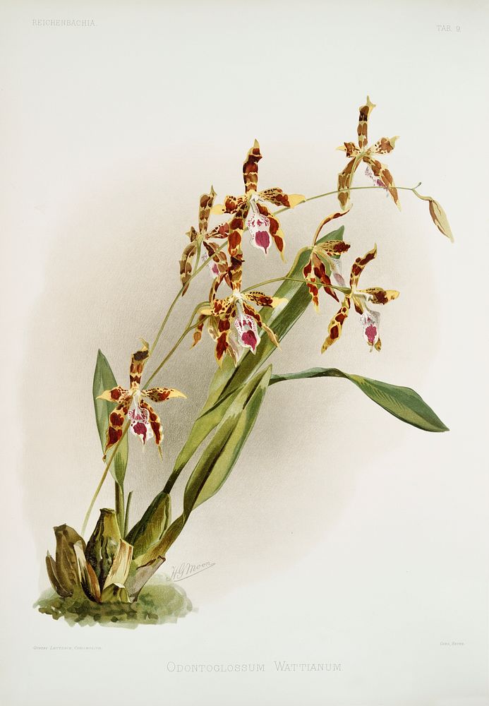 Odontoglossum wattianum from Reichenbachia Orchids (1888-1894) illustrated by Frederick Sander (1847-1920). Original from…