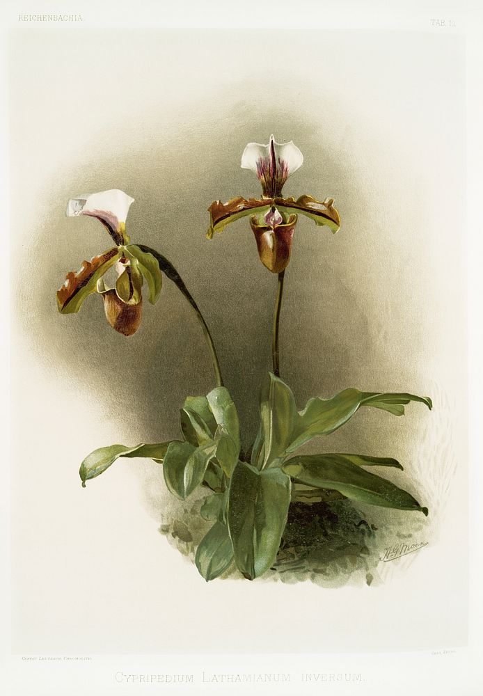 Cypripedium lathamianum inversum from Reichenbachia Orchids (1888-1894) illustrated by Frederick Sander (1847-1920).…