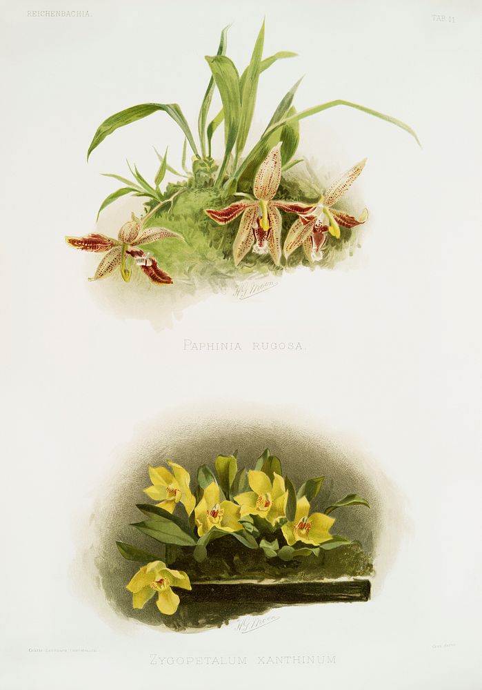 Paphinia rugosa, Zygopetalum xanthinum from Reichenbachia Orchids (1888-1894) illustrated by Frederick Sander (1847-1920).…