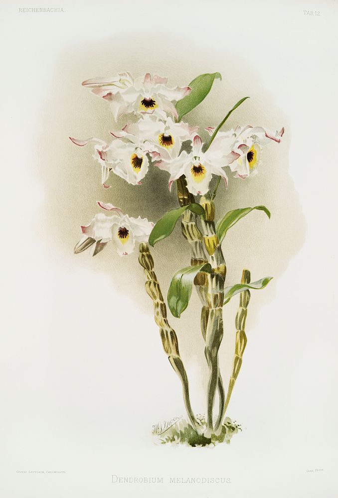 Dendrobium melanodiscus from Reichenbachia Orchids (1888-1894) illustrated by Frederick Sander (1847-1920). Original from…